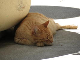 Large orange cat, asleep