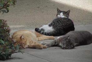 Orange, gray/white, and gray cats lying on their sides on the sidewalk