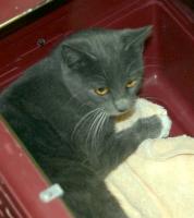 Dark Gray cat in carrier