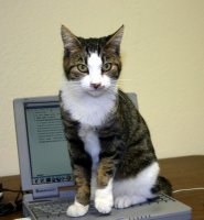 cat with tabby upper body and sides of face, white elsewhere, sitting on computer keyboard, one paw raised.