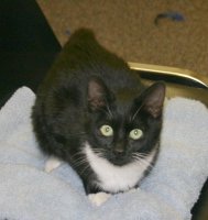 black and white kitten sitting on chair, looking at camera