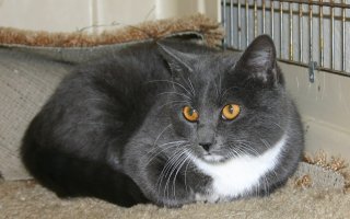 All-gray cat lying down in large carrier