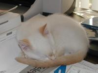Asleep on the desk