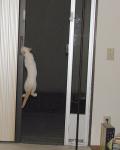 Marco climbing the screen
door