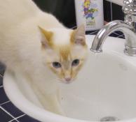Front view of Marco in the sink