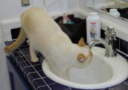 Side view of Marco drinking in the sink