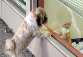 Dog on hind legs looking at cat inside office