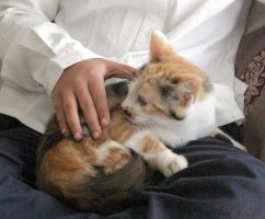 close-up of calico kitten in child's lap