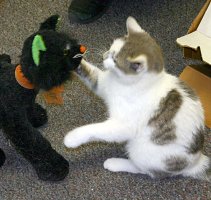 Battling a stuffed toy cat
