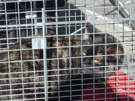 Dark calico in wire cage