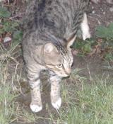 Front view of tabby cat with white paws