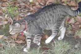 Side view of tabby cat with white paws and red collar