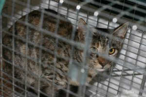 tabby cat inside cage