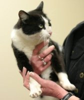 Black and white tuxedo cat in Cathy's arms