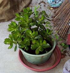 [jade plant]