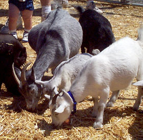 [petting zoo]