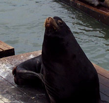 [Big sea lion]