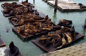 [Group of sea lions (1)]