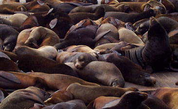 [Group of sea lions (2)]