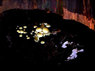 [mushrooms]