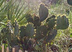 [cacti]