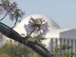 Blossom with Jefferson Memorial in background
