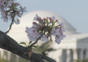 Closer view of blossom with Jefferson Memorial in background