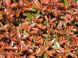 Wall of glossy brown leaves