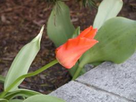 Single red tulip