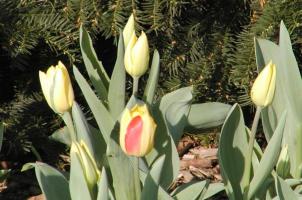 Yellow tulips with one half-red, half-yellow tulip