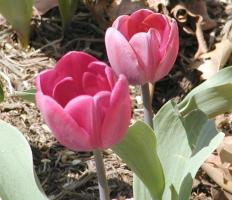 Purplish-red tulips