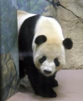 Giant panda walking into cage