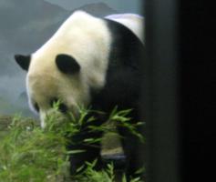 Giant panda walking in cage