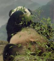 Giant panda lying on back eating bamboo