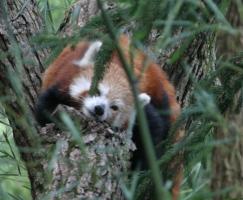 Red panda resting in tree; front view