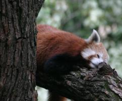 Red panda resting in tree; side view