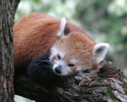 Red panda resting in tree; close-up front view