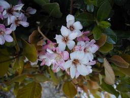 pink flowers