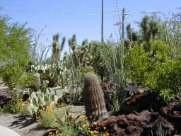 cactus_garden