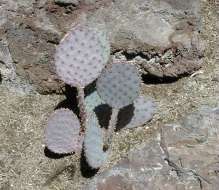 Purple pancake cactus
