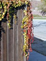 fence_leaves_546th.jpg