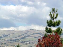 hills in background; evergreen tree in foreground