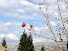 Cloudscape with red leaf and evergreen trees