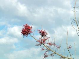 Cloudscape with red leaf tree