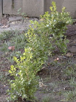 bushes in front of house