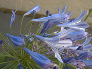 close up of purple flowers