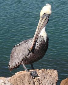 Vacation Dec 99 - pelican