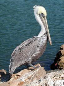 Vacation Dec 99 - pelican