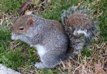 Closeup of Squirrel