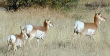 Antelope (1)